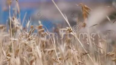 在菲伦特角蓝色海洋背景上的燕麦小穗。 克里米亚。 3840x2160